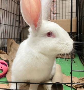 New Zealand Rabbits Available for Adoption in Oshkosh, Wisconsin - Abigail | PetCurious