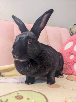 Aunt Betty -  New Zealand Rabbit for Adoption in Saint Charles, Missouri - Aunt Betty | PetCurious