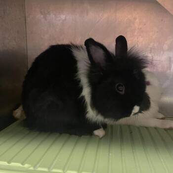 Bramble -  Lionhead Rabbit for Adoption in Winston-salem, North Carolina - Bramble | PetCurious