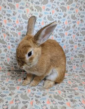 Jackie -  English Spot Rabbit for Adoption in Lake Elsinore, California - Jackie | PetCurious