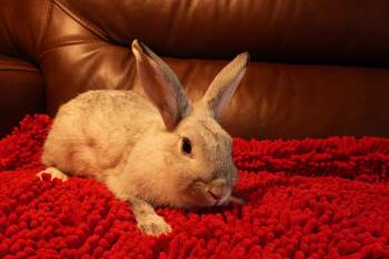 Crystal -  American Rabbit for Adoption in Garland, Texas - Crystal | PetCurious