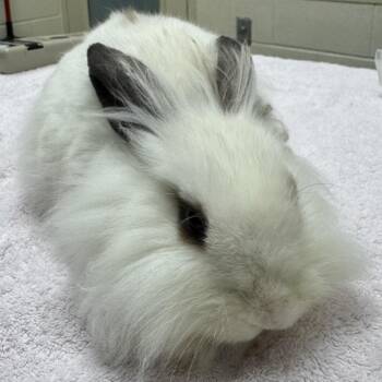 Gerbil -  English Spot Rabbit for Adoption in Murray, Utah - Gerbil | PetCurious