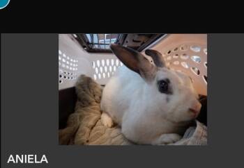 Aysa -  Hotot Rabbit for Adoption in Santa Cruz, California - Aysa | PetCurious