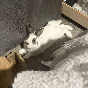 Hotot and Flemish Giant Rabbits Available for Adoption in Roanoke, Virginia - Binx | PetCurious