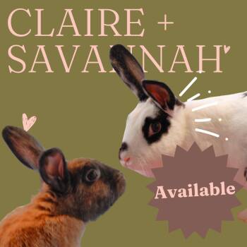 Rescue Rex Rabbits for Adoption in Winston-salem, North Carolina - Claire And Savannah | PetCurious