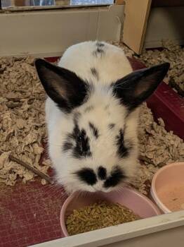 Chardonnay -  Lionhead Rabbit for Adoption in Andover, Connecticut - Chardonnay | PetCurious