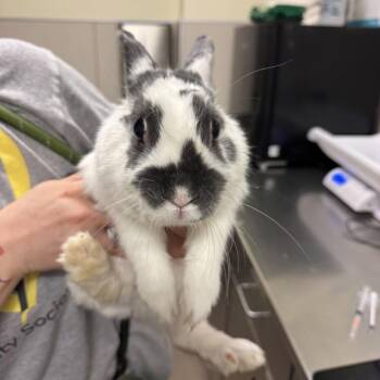 Strawberry Shortcake -  Bunny Rabbit Rabbit for Adoption in Chicago, Illinois - Strawberry Shortcake | PetCurious