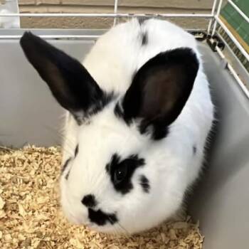 English Spot Rabbits Available for Adoption in Andover, Connecticut - Emma | PetCurious