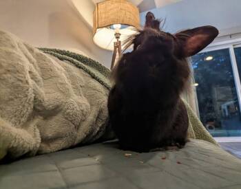 Crockett -  Lionhead Rabbit for Adoption in Saint Charles, Missouri - Crockett | PetCurious