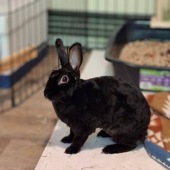 Markie -  Mini Rex Rabbit for Adoption in Lakeville, Minnesota - Markie | PetCurious