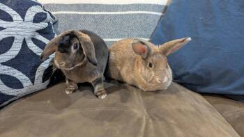 Rex Rabbits Available for Adoption in Ankeny, Iowa - Eros & Harmonia | PetCurious