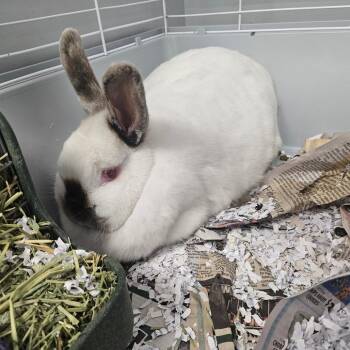 Californian Rabbits Available for Adoption in Watertown, New York - Tinman | PetCurious