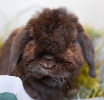 QUINCY -  Holland Lop Rabbit for Adoption in Boston, Massachusetts - QUINCY | PetCurious