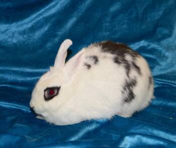Polish Rabbits Available for Adoption in Chesterfield, Missouri - Natalie | PetCurious