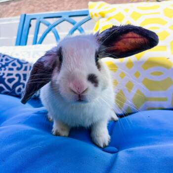 Rescue Holland Lop Rabbits for Adoption in Los Angeles, California - Coffee | PetCurious