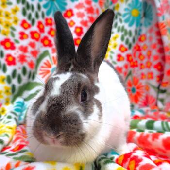 Holly -  Bunny Rabbit Rabbit for Adoption in Michigan City, Indiana - Holly | PetCurious