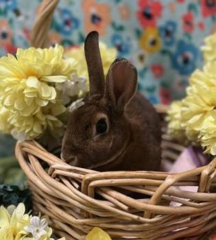 Grace -  Mini Rex Rabbit for Adoption in Eugene, Oregon - Grace | PetCurious