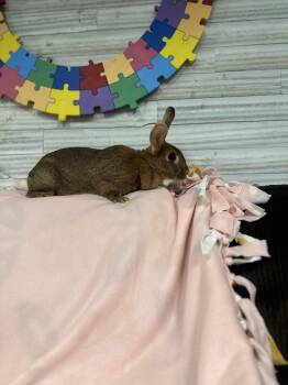 Rescue Flemish Giant and New Zealand Rabbits for Adoption in Westerville, Ohio - Beyoncé | PetCurious