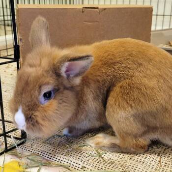 Lionhead Rabbits Available for Adoption in Houston, Texas - Peter | PetCurious