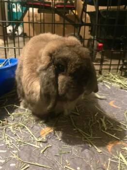 Rescue Holland Lop Rabbits for Adoption in Sauk Village, Illinois - Marvin | PetCurious