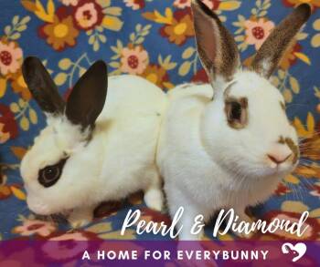 Pearl and Diamond -  English Spot Rabbit for Adoption in Ankeny, Iowa - Pearl And Diamond | PetCurious