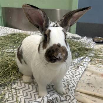 English Spot Rabbits Available for Adoption in St. Louis, Missouri - BUN BUN | PetCurious