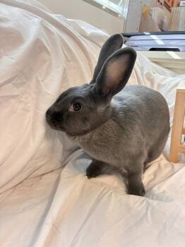 Tulip -  Beveren Rabbit for Adoption in Pflugerville, Texas - Tulip | PetCurious