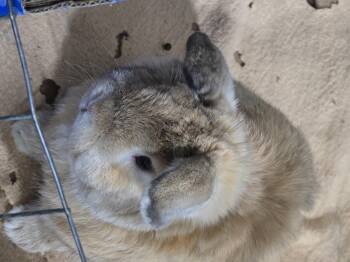 Mini Lop Rabbits Available for Adoption - Mack | PetCurious