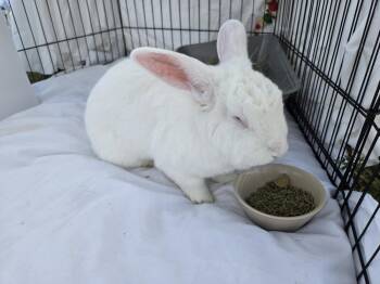 Florida White Rabbits Available for Adoption in Melbourne, Florida - Sal | PetCurious