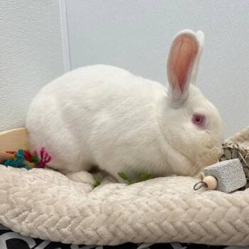 Bunny Rabbit Rabbits Available for Adoption in Puslinch, Ontario - Polar Bear | PetCurious