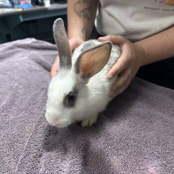 Junie B -  Mini Lop and Lionhead Rabbit for Adoption in Providence, Rhode Island - Junie B | PetCurious
