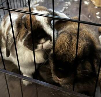 Lop Eared Rabbits Available for Adoption - Callie & Cara (bonded Pair) | PetCurious