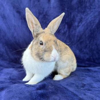 WAFFLES -  Bunny Rabbit Rabbit for Adoption in Camarillo, California - WAFFLES | PetCurious