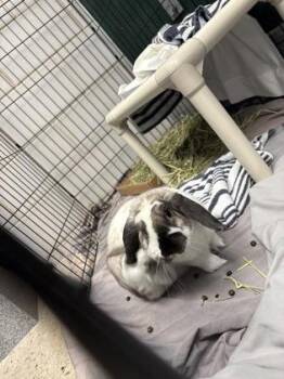 Gunny -  Lop Eared Rabbit for Adoption in Morristown, New Jersey - Gunny | PetCurious