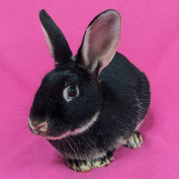 Rescue American Rabbits for Adoption in Antioch, California - Ester | PetCurious
