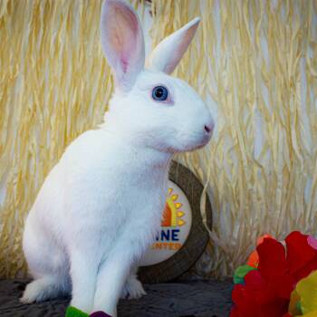 Rescue Florida White Rabbits for Adoption in Long Beach, California - Bebe | PetCurious