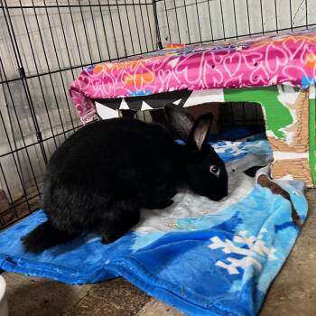 Grumpy (PEN 10) -  Bunny Rabbit Rabbit Available for Adoption in Las Vegas, Nevada - Grumpy (PEN 10) | PetCurious
