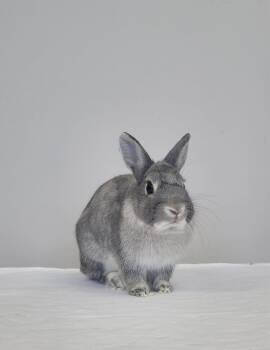 Bunny Rabbit Rabbits Available for Adoption in Delson, Quebec - Stewart | PetCurious
