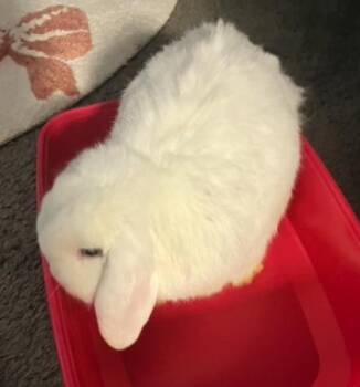 Kiwi -  Holland Lop Rabbit for Adoption in Fairfax, Virginia - Kiwi | PetCurious