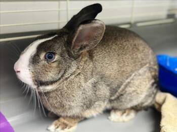 Bunny Rabbit Rabbits Available for Adoption - CHARLOTTE | PetCurious