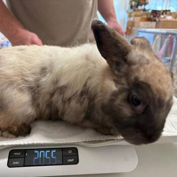 Banshee -  American Sable Rabbit for Adoption in Napa, California - Banshee | PetCurious