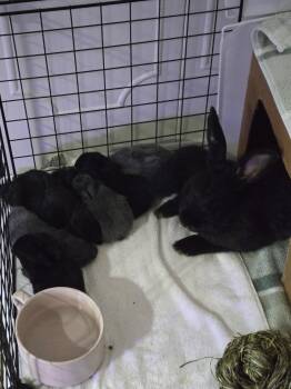 Peach, Lime, Cleffa and Wigglytuff (FEMALES) and Grape, Naner, G -  Silver Fox and American Sable Rabbit for Adoption - Peach, Lime, Cleffa And Wigglytuff (FEMALES) And Grape, Naner, G | PetCurious