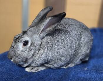 Rescue Bunny Rabbit Rabbits for Adoption in Salinas, California - Bugsy | PetCurious