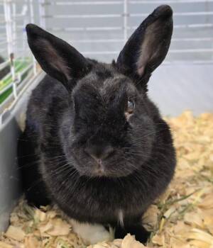 Dwarf Rabbits Available for Adoption - #51 Cupcake | PetCurious