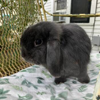 Rescue Lop Eared Rabbits for Adoption in Ponchatoula, Louisiana - Lord Gracey | PetCurious