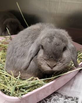 Little Smokey -  Holland Lop Rabbit for Adoption in Los Angeles, California - Little Smokey | PetCurious