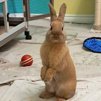 Flora -  Cinnamon Rabbit for Adoption in Houston, Texas - Flora | PetCurious