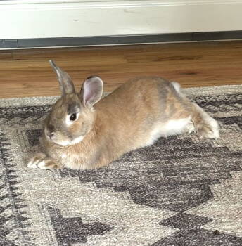 Rescue Harlequin and Dwarf Rabbits for Adoption in Great Neck Plaza, New York - Travis | PetCurious