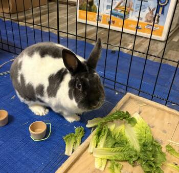 Roosevelt -  Satin Rabbit for Adoption in Ankeny, Iowa - Roosevelt | PetCurious