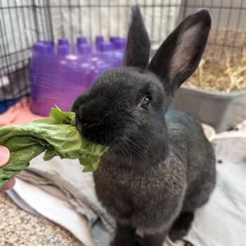 English Lop Rabbits Available for Adoption - PINK FLOYD | PetCurious